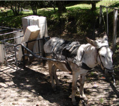 Burro in Medellin Farm