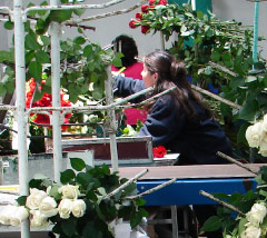 Medellin Farm Work